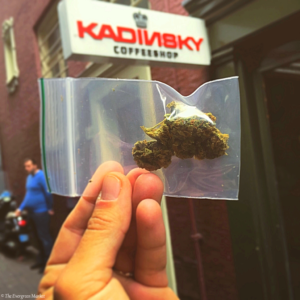 Kandinsky white russian weed snob amsterdam evergreen market cannabis