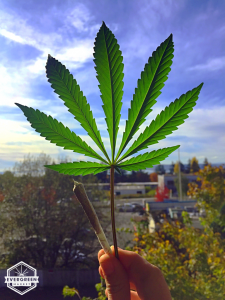 Indica leaf with a joint in Seattle, WA