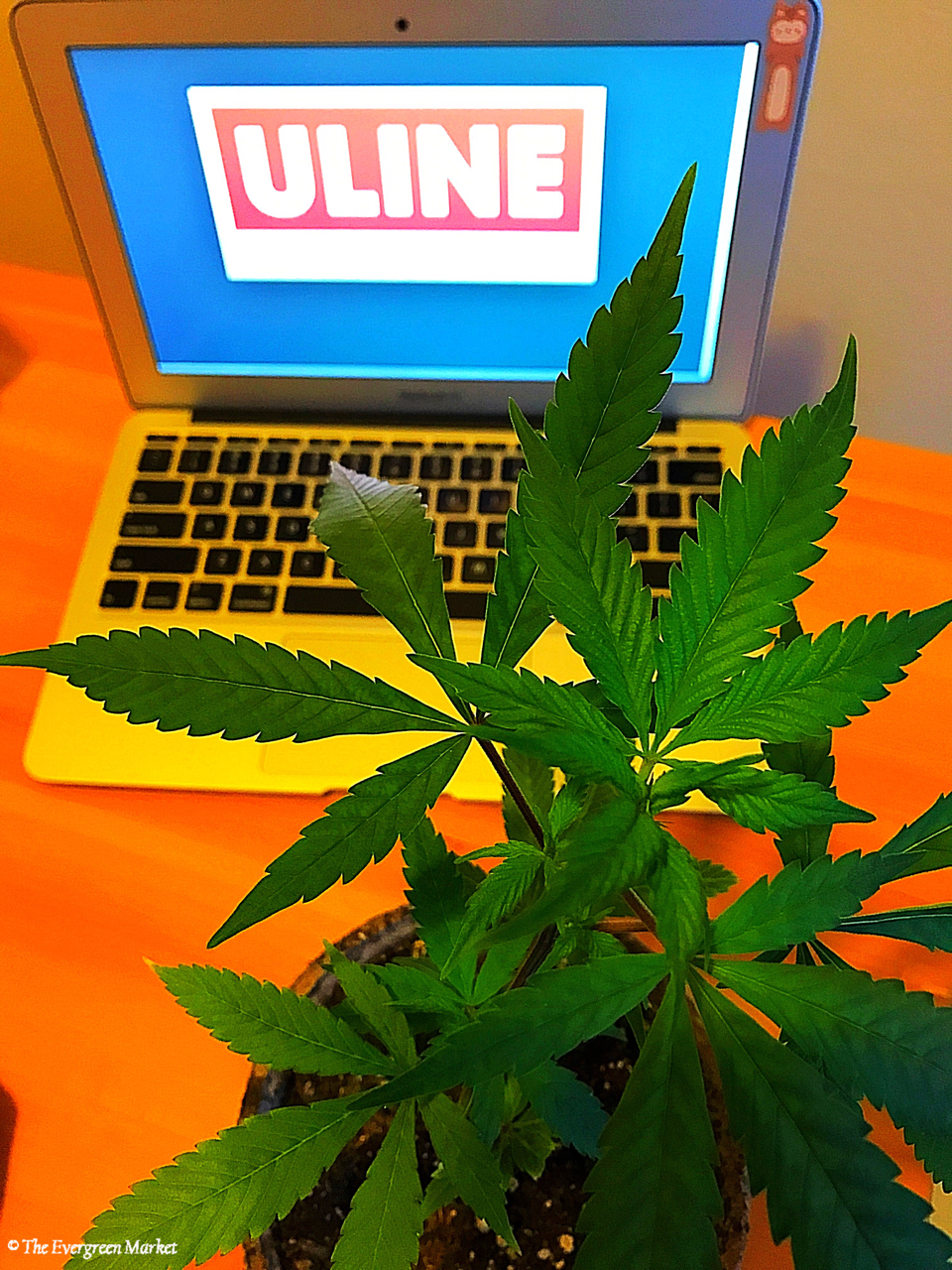 ULINE attacks the cannabis industry