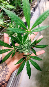 Growing cannabis at House of Cultivar