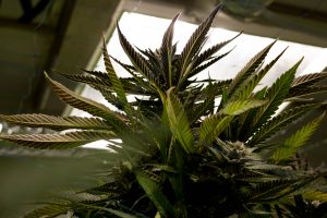 Cannabis plants at Mad Mark Farms
