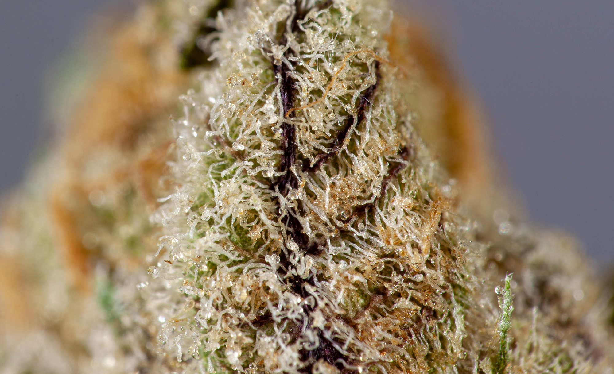 The purple, green, a shimmer of trichomes make Blue Lime Pie from Skord a treat for the senses.