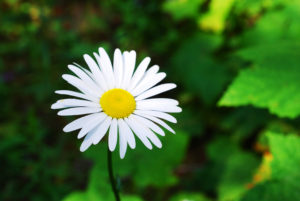 daisy in the sun